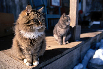 Cats on store porch