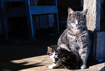 Cats on store porch